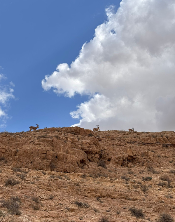 תמונה של נפתח מחדש: 5 טיולים בשמורות טבע וגנים לאומיים - למטייל בישראל (טיולי)